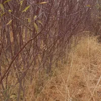 نهال بادام|خدمات باغبانی و درختکاری|شاهین دژ, |دیوار