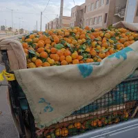 پرتقال وتامسون