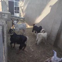 بز کهره دار بره میش کهره چاق|حیوانات مزرعه|جهرم, |دیوار