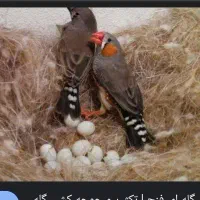 فروش ۸ عدد فنج مولد