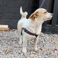 سگ اشپیتز|سگ|یزد, |دیوار