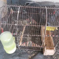 سهره نر خاکی قناری|پرنده|یزد, |دیوار