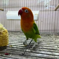 فروش انواع پرنده ولوازم حیوانات خانگی