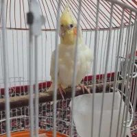 عروس هلندی