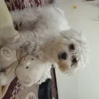 سگ پشمالو سفید