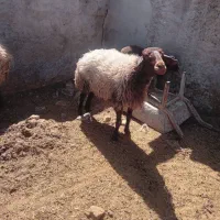 میش هترو جوان زایش دوم