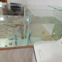 تنگ ماهی بزرگ به فروش می‌رسد|ماهی|مسجد سلیمان, |دیوار