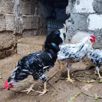 جوجه گلین پنگوئنی و تخم گلین|حیوانات مزرعه|جویبار, |دیوار