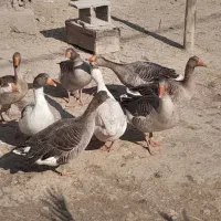 غاز نر اصیل گوشتی