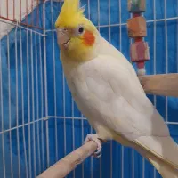 عروس هلندی سخنگو