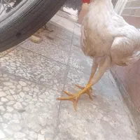 خروس جوان
