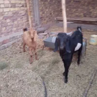 ۲ عدد کره نر