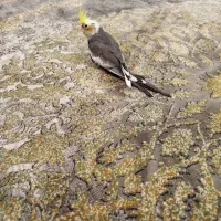 جوجه عروس هلندی