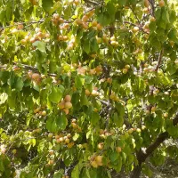 باغ روستای خوش آب و هوای زواریان|فروش زمین و ملک کلنگی|سلفچگان, |دیوار
