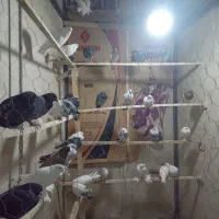 کبوتر سرای اسلام