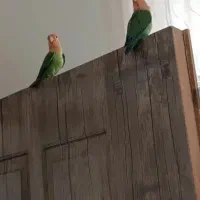 دوعدد کوتوله برزیلی