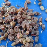 فروش کشمش.سایه خشک. ‌الوبخارا.سنجد