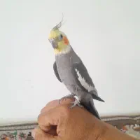 عروس هلندی دستی وسخنگووراج