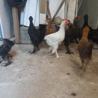 جوجه سه ماه دیلگونی خوش رنگ ریشی چهل تاج