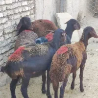 بره ماده افشاری