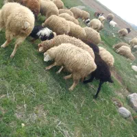 ۵۷۰۰۰۰۰۰۰|حیوانات مزرعه|نیر (اردبیل), |دیوار