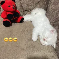 گربه پرشین اسکاچیچ