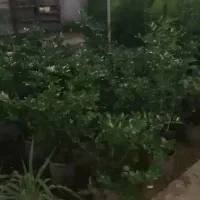 کارگر یا فروشنده جوان مرد زن دانشجو بازنشسته