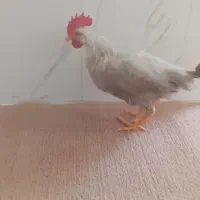 ۲تاخروس