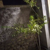 یک عدد گل شب بو|گل و گیاه طبیعی|زنجان, |دیوار