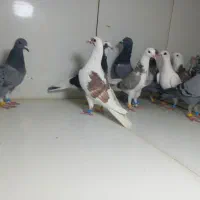 جوجه سوسکی و پلنگ دسته ۱۴تایی