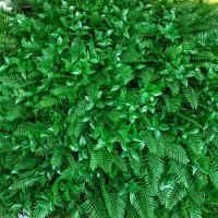 گرین وال(سیکاس، شمشاد، پرتقالی) دیوار سبز