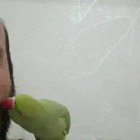 ملنگو ماده مست