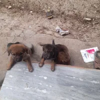 واگذاری توله ژرمن|سگ|ساری, |دیوار