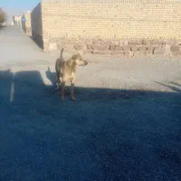 سگ یک سال نیم نترس|سگ|رادکان, |دیوار