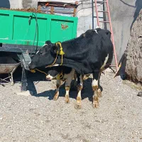 گاو شیری|حیوانات مزرعه|هشترود, |دیوار