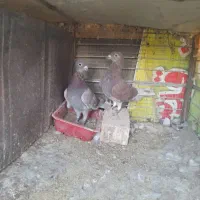 جفت کفتر قوره‌ای|پرنده|بیرجند, |دیوار