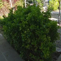 نیرو کارگر ساده خانم و آقا