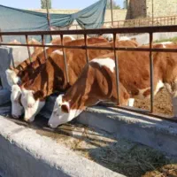 تامین سیمنتال های ناب وبرتر