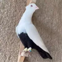 کفتر بوم خر.ی.دارم لینک گروه