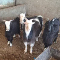 بزغاله نر چاق|حیوانات مزرعه|پاکدشت, پاکدشت (مامازند)|دیوار