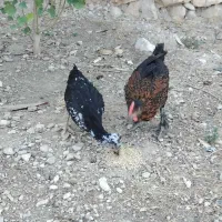 جوجه محلی وکله خروس