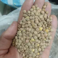 پخش عمده وخرده عدس