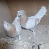 یه جفت تهرانی