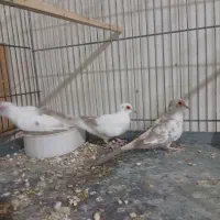 کبوتر آرام الماسی|پرنده|کاشان, کلنگه|دیوار