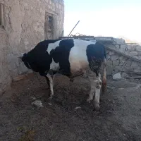 باسلام یک راس گوساله سیمینتال