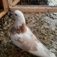 چند جفت کفتر هم جنس هم پرش|پرنده|تهران, شهرک ولیعصر شمالی|دیوار