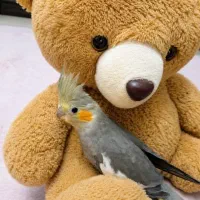عروس هلندی