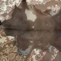 پوست بز|حیوانات مزرعه|اصفهان, شاهد|دیوار