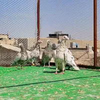 کفترسرور ...کله سبز نر