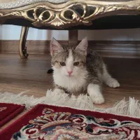 واگذاری گربه زیبا واروم سه ماهه جنسیت ماده